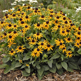 Mountain Native Mix