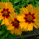 COREOPSIS lanceolata Lance-Leaved Coreopsis