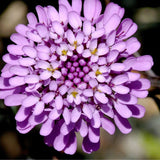 IBERIS umbellata (Annual Candytuft)