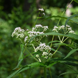 EUPATORIUM perfoliatum (Boneset)