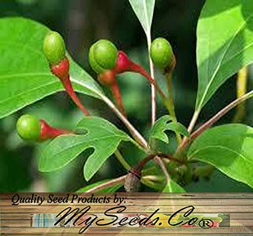 sassafras plant seeds Sassafras albidum (Sassafras) 0.25 oz (~ 75 Seeds)