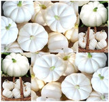 Casperita F1 Hybrid Mini White Pumpkin (Cucurbita maxima)