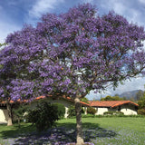 Jacaranda mimosaefolia (Jacaranda Tree, Black Poui, Blue Jacaranda, Green Ebony Tree, The Fern Tree)