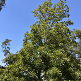 Carya laciniosa (Shellbark Hickory)