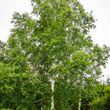 Betula pendula (alba) r.c.s. (European White Birch, Silver Birch, Common Birch)