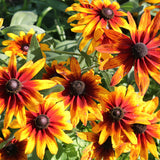 RUDBECKIA hirta 'Gloriosa' (Gloriosa Daisy)