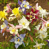 AQUILEGIA caerulea 'McKana Giants Mix' (Columbine, Mixed Colors)