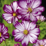 COSMOS bipinnatus 'Picotee' (White w/Magenta Edges)