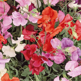 LATHYRUS odoratus 'Knee High Mix' (Annual Sweet Pea, Semi-Dwarf - Knee High Mix)