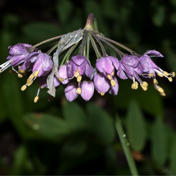 Allium