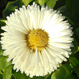 Bellis perennis English Daisy, Single White
