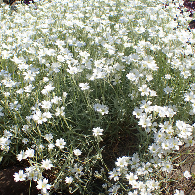Cerastium biebersteinii (Snow-in-Summer)