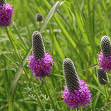 DALEA purpurea (Prairie Clover, Purple)