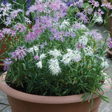 DIANTHUS hybridus 'Rainbow Loveliness' (Dianthus - Rainbow Loveliness)