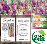 Digitalis purpurea 'Excelsior Mix' (Foxglove, Mixed - Excelsior Mix)