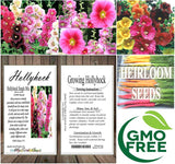 Alcea rosea Hollyhock, Single Mixed