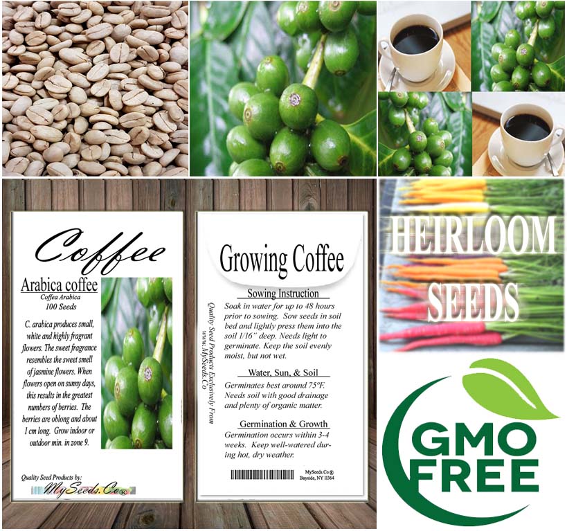 buy coffee plant seeds Coffea arabica (Arabian Coffee, Coffee Tree) 1 oz (~125 Seeds)