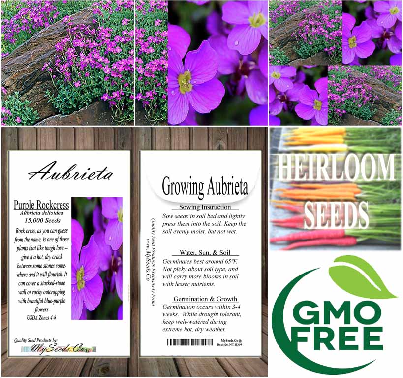 planting aubrieta seeds Aubrieta deltoidea (Purple Rockcress) 5 lb