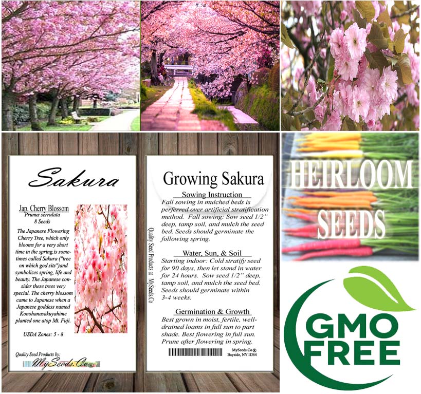 asian flower seeds Prunus serrulata (Japanese Flowering Cherry, Sakura, Hill Cherry, Oriental Cherry, East Asian Cherry) Trial Packet Size (~ 20 Seeds)