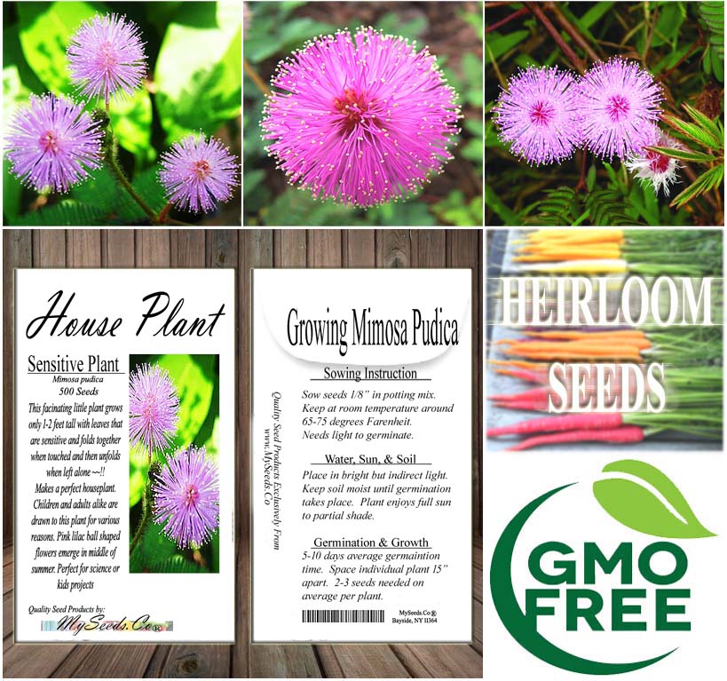 grow sensitive plant from seed Mimosa pudica (Sensitive Plant)