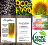HELIANTHUS Annuus Grey Stripe (Sunflower, Grey Stripe)