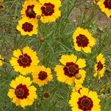 COREOPSIS tinctoria (Plains Coreopsis, Dwarf)