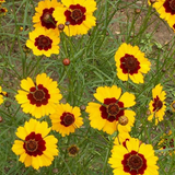 COREOPSIS tinctoria Plains Coreopsis, Dwarf