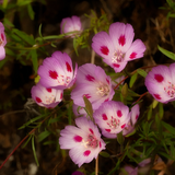 CLARKIA amoena (Godetia, Dwarf)