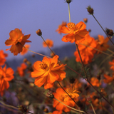 COSMOS sulphureus 'Crest Orange' (Sulphur Cosmos, Tall Orange)