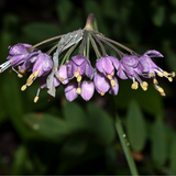 Allium cernuum Nodding Pink Onion