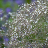 GYPSOPHILA paniculata (Baby's Breath, Perennial)