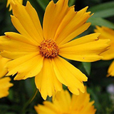 COREOPSIS lanceolata (Lance-Leaved Coreopsis, Dwarf)