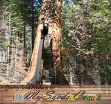 Sequoia gigantea (Giant Sequoia, Sierra Redwood, Dr. Seuss Tree)