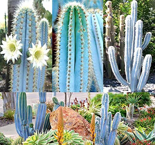 Pilosocereus Blue Rare Cactus Mix - Assorted Cactus Seeds