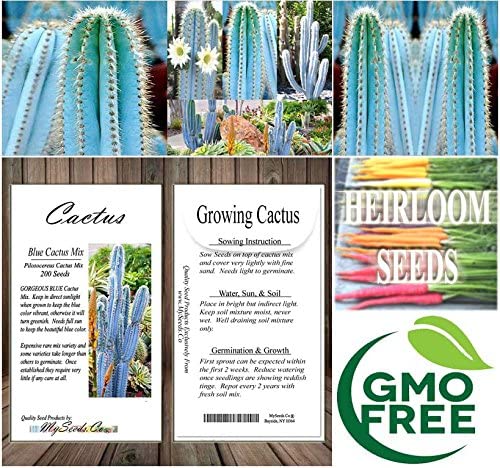 Pilosocereus Blue Rare Cactus Mix - Assorted Cactus Seeds