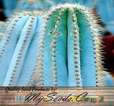 Pilosocereus Blue Rare Cactus Mix - Assorted Cactus Seeds