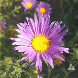 MACHAERANTHERA tanacetifolia (Prairie Aster)