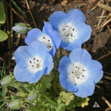 Nemophila menziesii (Baby Blue Eyes)