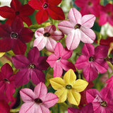 NICOTIANA alata 'Sensation Mixed' (Flowering Tobacco - Sensation Mixed)