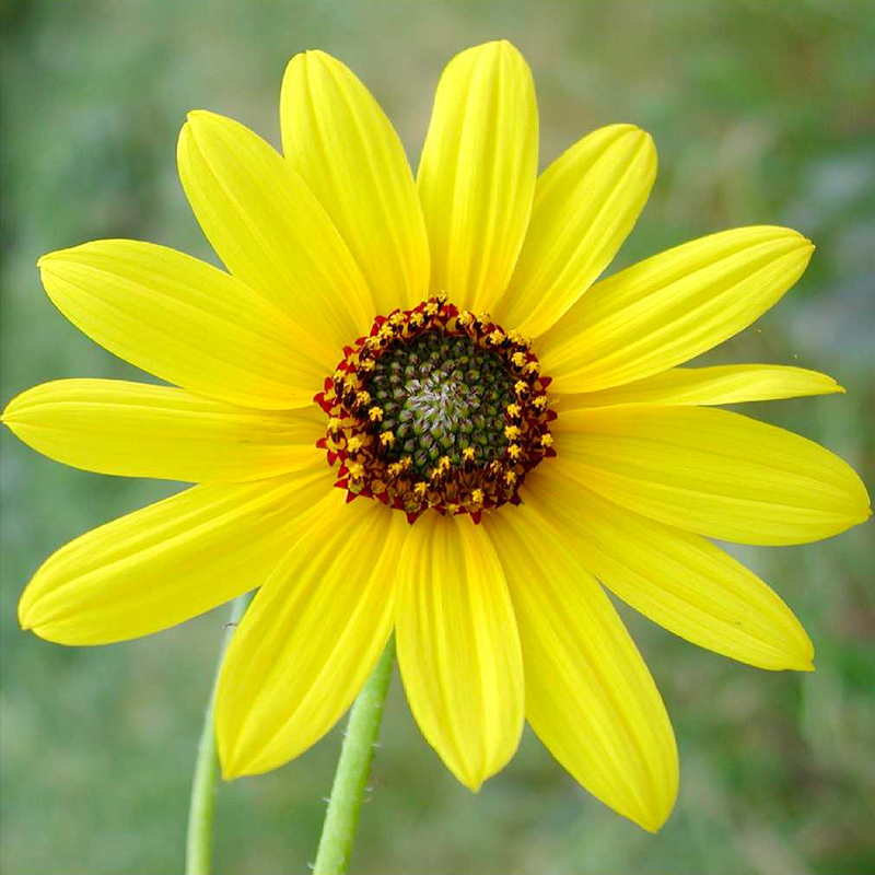 HELIANTHUS petiolaris  (Prairie Sunflower)