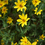BIDENS aristosa (Tickseed Sunflower)