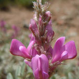 HEDYSARUM boreale (Utah Sweetvetch)