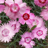 DIANTHUS plumarius (Cottage Pinks)