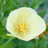 ESCHSCHOLZIA californica 'Ivory Castle'  (California Poppy, White - Ivory Castle)