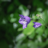 CAMPANULA carpatica Tussock Bellflower