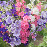DELPHINIUM consolida 'Imperial Mix' (Rocket Larkspur, Mixed)