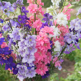 DELPHINIUM consolida ('Imperial Mix' Rocket Larkspur, Mixed)