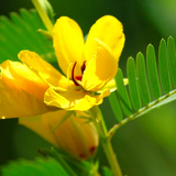 CHAMAECRISTA fasciculata (Partridge Pea)
