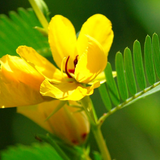 CHAMAECRISTA fasciculata Partridge Pea