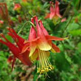 AQUILEGIA canadensis (Eastern Columbine)